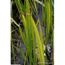 Acorus sp.
