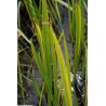 Acorus sp.