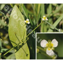 Alisma lanceolata