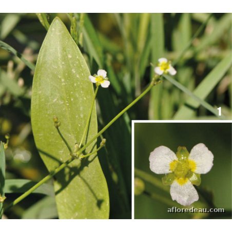 Alisma lanceolata