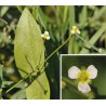 Alisma lanceolata