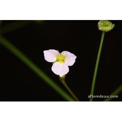Alisma lanceolata