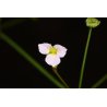 Alisma lanceolata