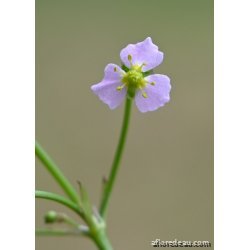 Alisma lanceolata