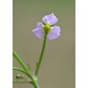 Alisma lanceolata
