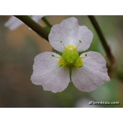 Alisma lanceolata