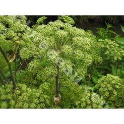 Angelica archangelica