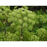 Angelica archangelica