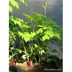 Angelica archangelica