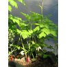 Angelica archangelica