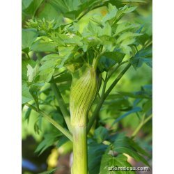 Angelica archangelica