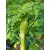 Angelica archangelica