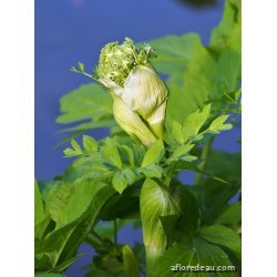 Angelica archangelica