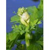 Angelica archangelica