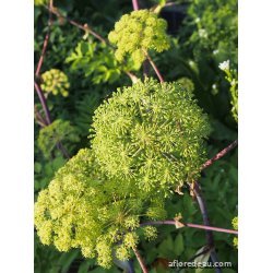 Angelica archangelica