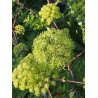 Angelica archangelica