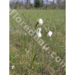Eriophorum latifolium