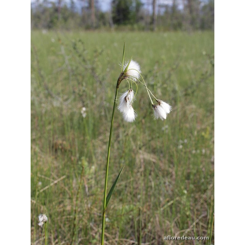 Eriophorum latifolium