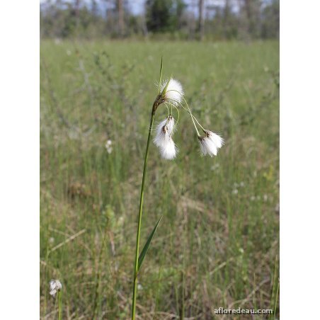 Eriophorum latifolium