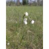 Eriophorum latifolium