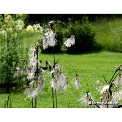 Eriophorum latifolium