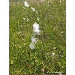 Eriophorum latifolium