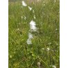 Eriophorum latifolium
