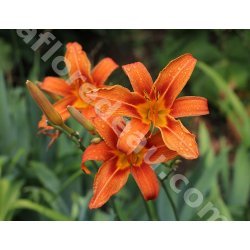 Hemerocallis