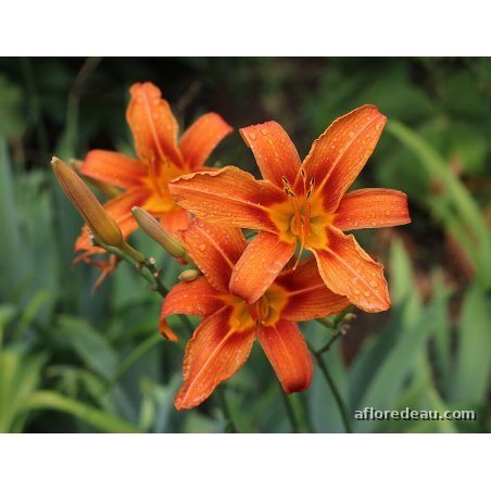 Hemerocallis