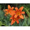 Hemerocallis