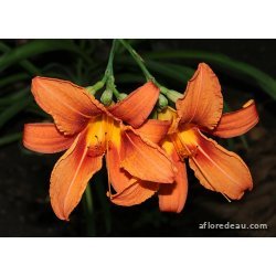 Hemerocallis