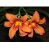 Hemerocallis