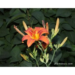 Hemerocallis