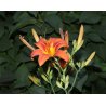Hemerocallis