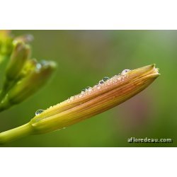 Hemerocallis