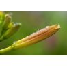 Hemerocallis