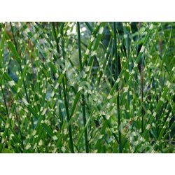 Miscanthus zebrinus