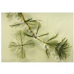 Myriophyllum spicatum