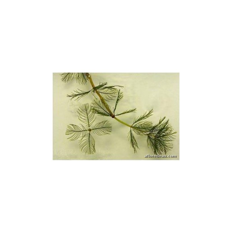 Myriophyllum spicatum