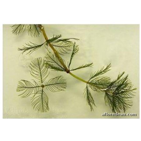 Myriophyllum spicatum