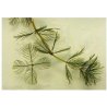 Myriophyllum spicatum