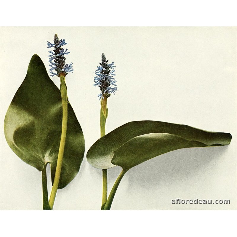 Pontederia sp.