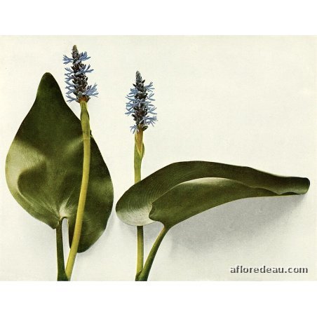 Pontederia sp.