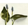 Pontederia sp.