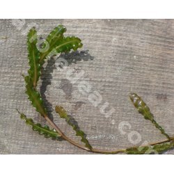 Potamogeton crispus