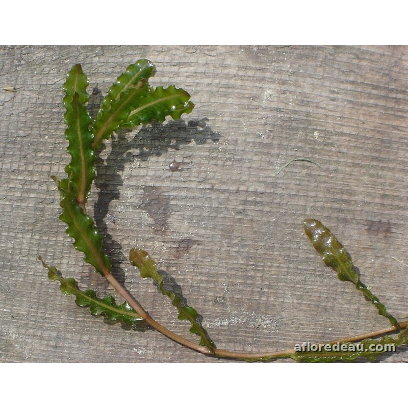 Potamogeton crispus