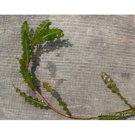Potamogeton crispus