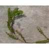 Potamogeton crispus