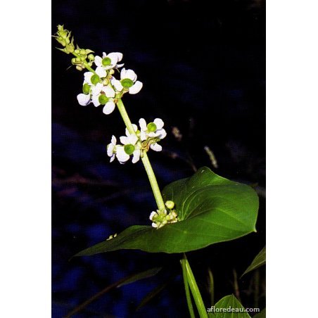 Sagittaria latifolia