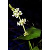Sagittaria latifolia